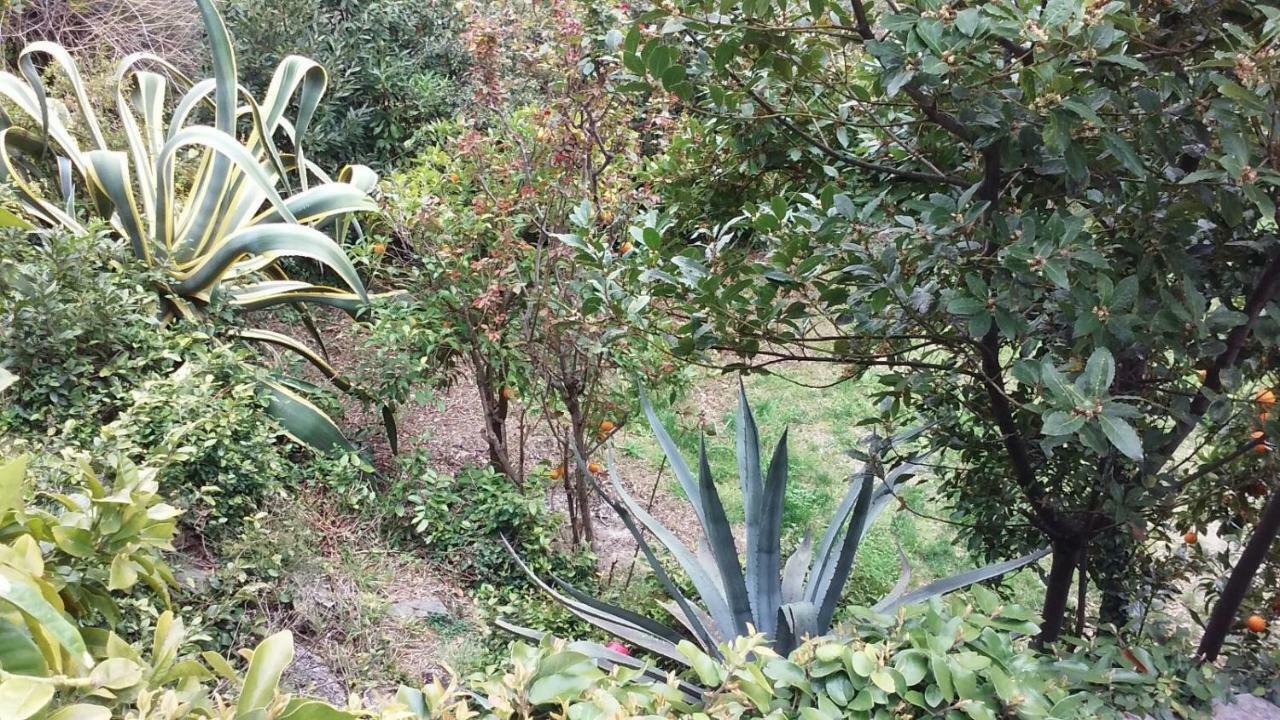 Bed and Breakfast Il Capriolo Celle Ligure Esterno foto